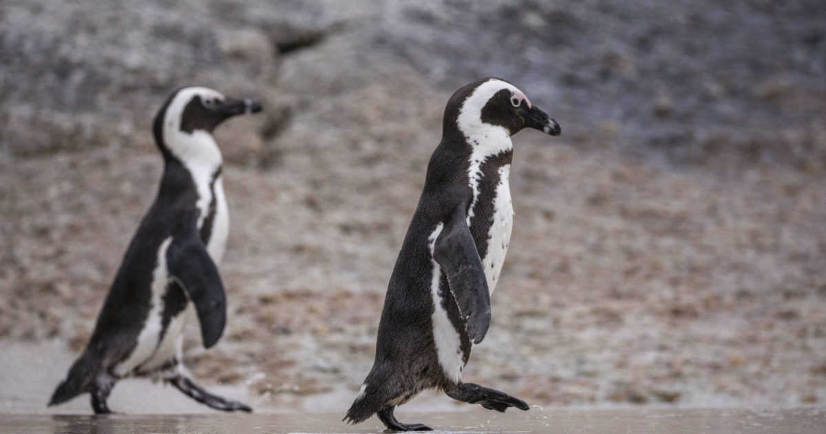 Two Oceans Aquarium Why are African penguins going extinct?