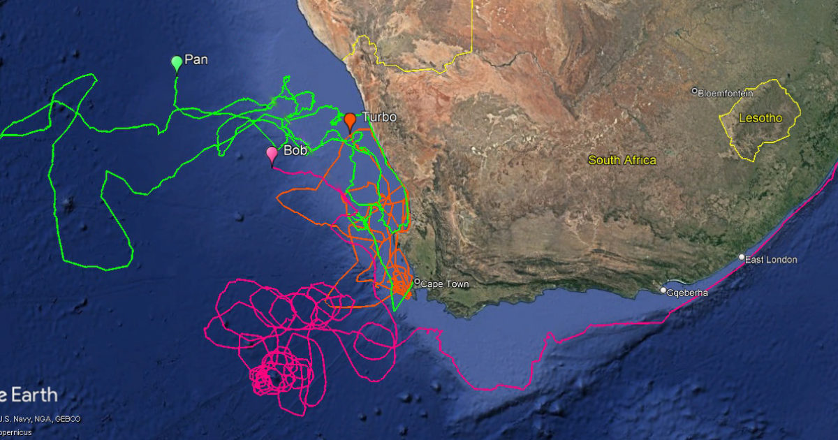 Two Oceans Aquarium | Tracking our Turtles: Jellyfish Feast