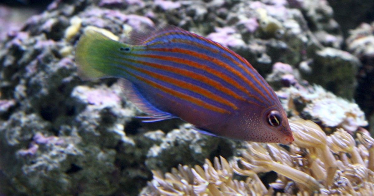 Two Oceans Aquarium | Sixline wrasse