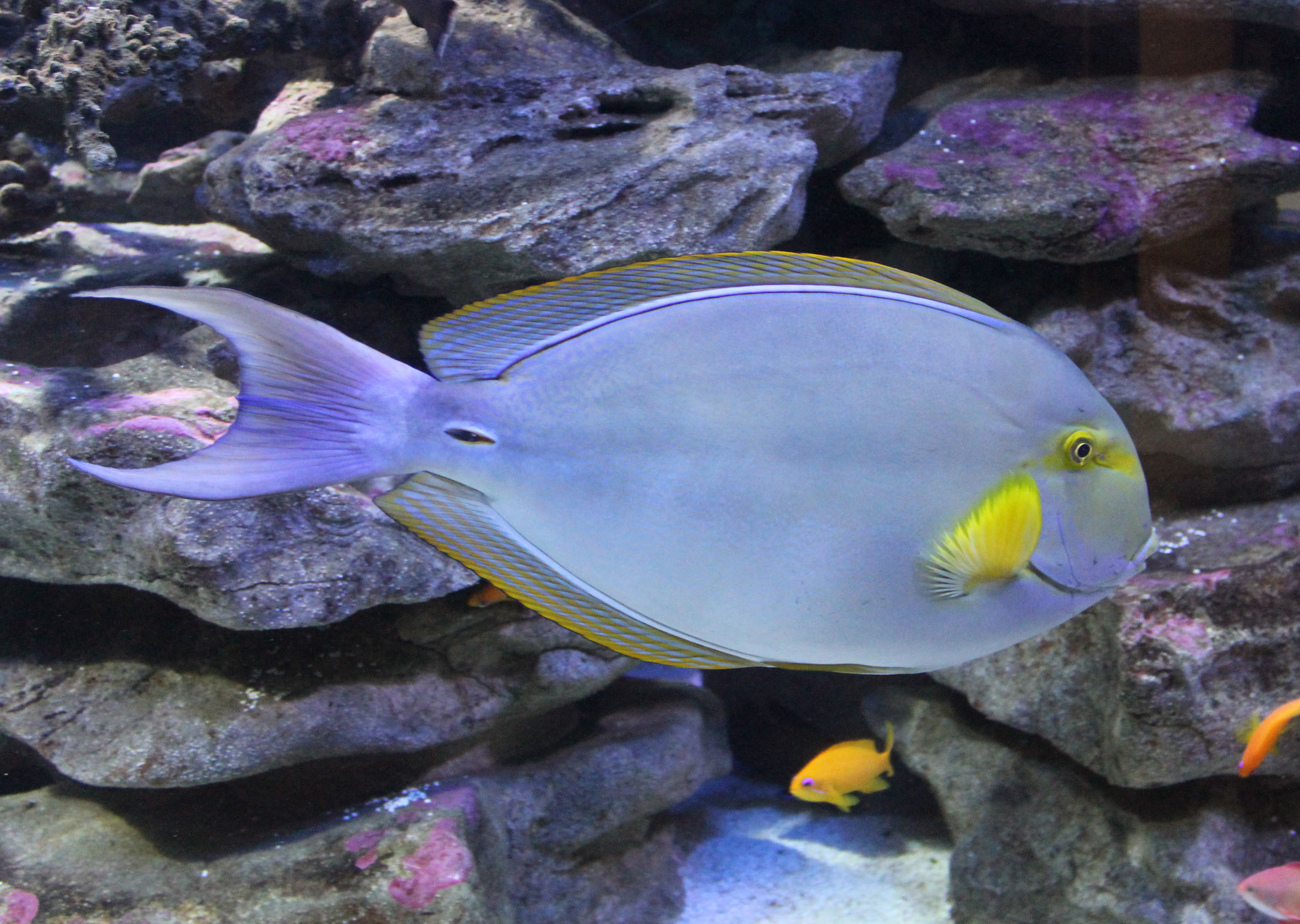 Yellowfin surgeonfish Species Two Oceans Aquarium Official